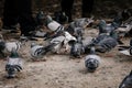 Flock of gray pigeons fight for food on dirty snow in winter day, birds peck at piece of bread and food crumbs in city center of Royalty Free Stock Photo