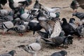 Flock of gray pigeons fight for food on dirty snow in winter day, birds peck at piece of bread and food crumbs in city center of Royalty Free Stock Photo