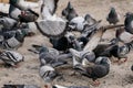 Flock of gray pigeons fight for food on dirty snow in winter day, birds peck at piece of bread and food crumbs in city center of Royalty Free Stock Photo