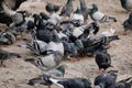 Flock of gray pigeons fight for food on dirty snow in winter day, birds peck at piece of bread and food crumbs in city center of Royalty Free Stock Photo