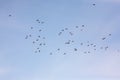 Flock of gray pigeons in flight Royalty Free Stock Photo