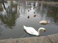 A flock of gray pigeons, swans and ducks in the park near the lake. Royalty Free Stock Photo