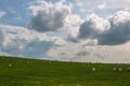 Flock of grazing sheep with lambs on a meadow in a hill Royalty Free Stock Photo