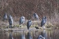 A flock of great blue herons resting beside the marsh. BC Canada