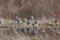 A flock of great blue herons resting beside the marsh. BC Canada