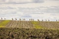 A flock of great bustards are walking across a field Royalty Free Stock Photo