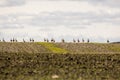A flock of great bustards are walking across a field Royalty Free Stock Photo