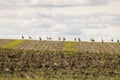 A flock of great bustards are walking across a field Royalty Free Stock Photo