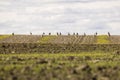 A flock of great bustards are walking across a field Royalty Free Stock Photo