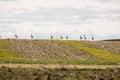 A flock of great bustards are walking across a field Royalty Free Stock Photo