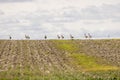 A flock of great bustards are walking across a field Royalty Free Stock Photo