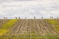 A flock of great bustards are walking across a field Royalty Free Stock Photo