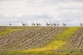 A flock of great bustards are walking across a field Royalty Free Stock Photo