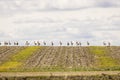 A flock of great bustards are walking across a field Royalty Free Stock Photo