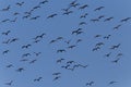 Flock of great cormorants flying in blue sky