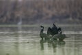 Flock Great cormorants in morning