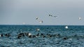 Flock of great cormorants and seagulls sitting on the water Royalty Free Stock Photo