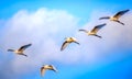 Flock of Great Egrets flying in Clouds Royalty Free Stock Photo