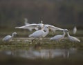 The Flock Great White Egret Fishing