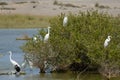 Flock of Great White Egrets Royalty Free Stock Photo