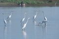 Flock of Great White Egrets searching for food in a lake Royalty Free Stock Photo