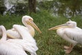 A flock of great white pelicans close up. Pelicans stand in different poses against the backdrop of a green landscape Royalty Free Stock Photo