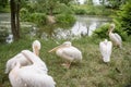 A flock of great white pelicans close up. Pelicans stand in different poses against the backdrop of a green landscape Royalty Free Stock Photo