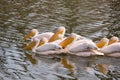 The flock great white pelicans Pelecanus onocrotalus, also known as the eastern white pelican or rosy pelican