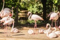 Flock of Greater Flamingo, Nice pink big bird, animal in the nature habitat