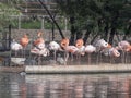 Flock of Greater Flamingo, nice pink big bird, standing in the water