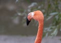 Flock of Greater Flamingo, nice pink big bird, standing in the water