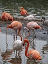 Flock of Greater Flamingo, nice pink big bird, standing in the water