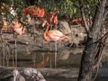 Flock of Greater Flamingo, nice pink big bird, standing in the water