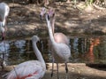 Flock of Greater Flamingo, nice pink big bird, standing in the water