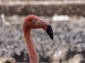 Flock of Greater Flamingo, nice pink big bird, standing in the water