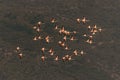 A flock of wild Greater Flamingo in flight, Lesvos, Greece. Royalty Free Stock Photo