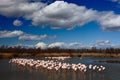 Flock of Greater Flamingo, Phoenicopterus ruber, nice pink big bird, dancing in the water, animal in the nature habitat, with blu Royalty Free Stock Photo