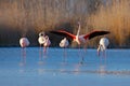 Flock of Greater Flamingo, Phoenicopterus ruber, nice pink big bird, dancing in the water, animal in the nature habitat. Blue sky Royalty Free Stock Photo
