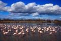 Flock of Greater Flamingo, Phoenicopterus ruber, nice pink big bird, dancing in the water, animal in the nature habitat. Blue sky Royalty Free Stock Photo