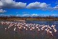 Flock of Greater Flamingo, Phoenicopterus ruber, nice pink big bird, dancing in the water, animal in the nature habitat. Blue sky