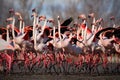 Flock of Greater Flamingo, Phoenicopterus ruber, Nice pink big bird, dancing in the water, animal in the nature habitat, Camargue Royalty Free Stock Photo