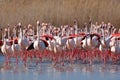 Flock of Greater Flamingo, Phoenicopterus ruber, Nice pink big bird, dancing in the water, animal in the nature habitat, Camargue Royalty Free Stock Photo