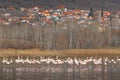 Flock of Greater Flamingo, Phoenicopterus ruber, nice pink big birds, in Lake Kerkini, Greece, village Madraki in background , an Royalty Free Stock Photo