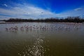 Flock of Greater Flamingo, Phoenicopterus ruber, nice pink bird, dancing in the water, animal in the nature habitat. Blue sky and Royalty Free Stock Photo