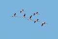 A flock of Greater Flamingoes in flight against blue sky.