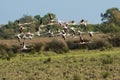 A flock of Greater flamingos in flight Royalty Free Stock Photo