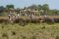 A flock of Greater flamingos in flight Royalty Free Stock Photo