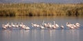 Flock of Greater Flamingos