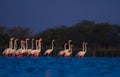 Flock of greater flamingos parading in beatiful morning sunlight in blue water