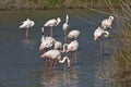 A flock of Greater Flamingos Royalty Free Stock Photo